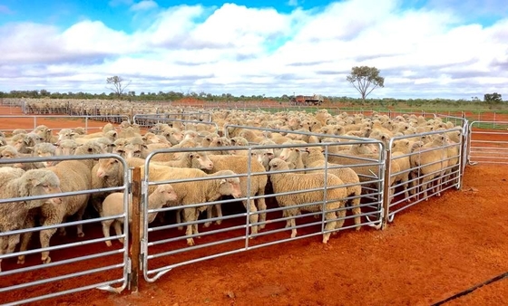 Zinc Coating Steel 1.6m Livestock Fence Panels Welded For Farm