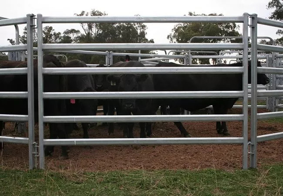 Pvc Coated Galvanized 12ft Metal Cattle Panels Heavy Duty Metal Round Pen Cattle Corral Livestock Farm Horse Yard Fence