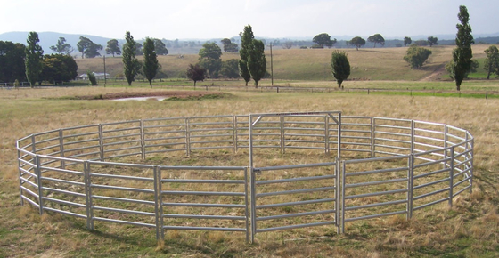 Bulk Carbon Steel 1.7m Galvanized Livestock Fence Panels , Portable Goat Panels