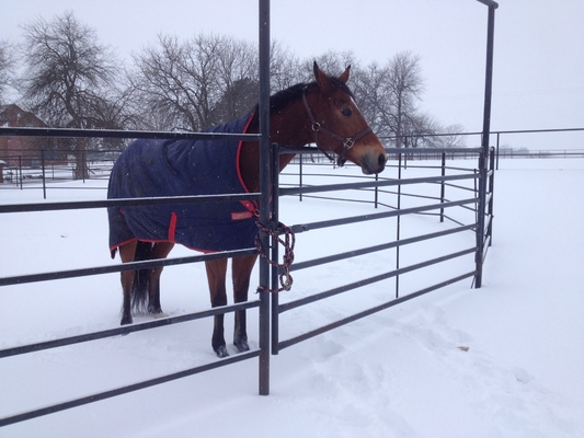 30x60mm Galvanized Cattle Fence Panels Heavy Duty / Horse Yard Panel