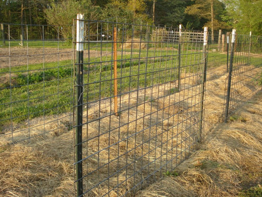 6 Feet Steel Studded T Post Galvanized Farm Fence Using